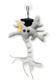 Graduierte Gehirnzelle