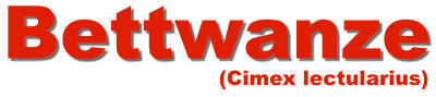 Bettwanze