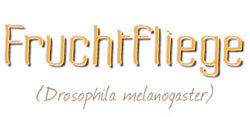 Fruchtfliege