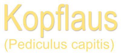 Kopflaus