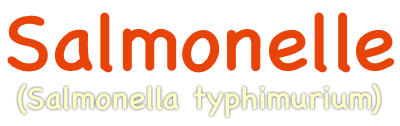 Salmonelle