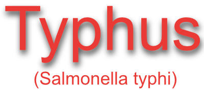 Typhus